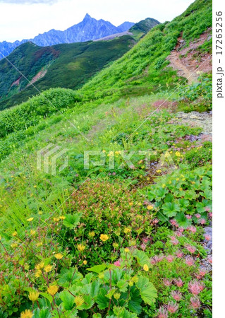 北アルプス・西鎌尾根のお花畑と槍ヶ岳 北アルプス・西鎌尾根のお花畑と槍ヶ岳 17265256