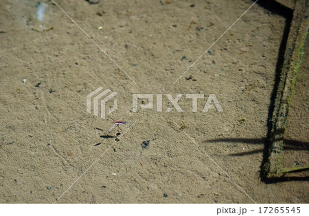 あめんぼ A water strider あめんぼ A water strider 17265545