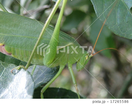 クダマキモドキ（頭部） 17265586