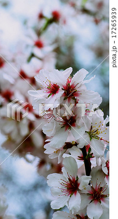 Cherry Tree Cherry Tree 17265939