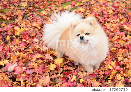 秋だねぇ♪ 秋だねぇ♪ 17266739