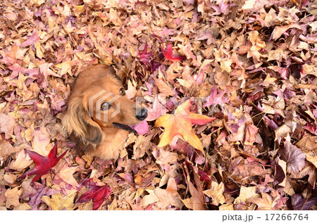 秋だねぇ♪ 17266764