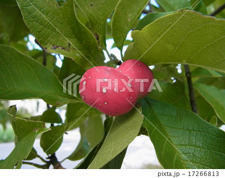 赤く色づいたコブシの実 17266813