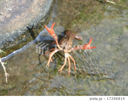 ザリガニの威嚇のポーズの写真素材