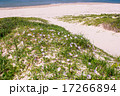 ハマヒルガオ（風景 17266894