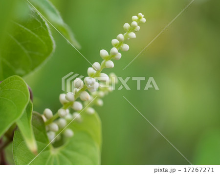 自然薯の花 自然薯の花 17267271