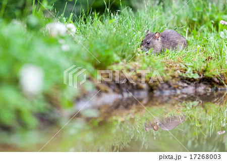 Wild rat 17268003