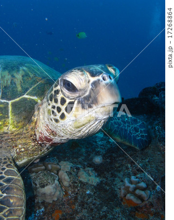 カメ カメ 17268864
