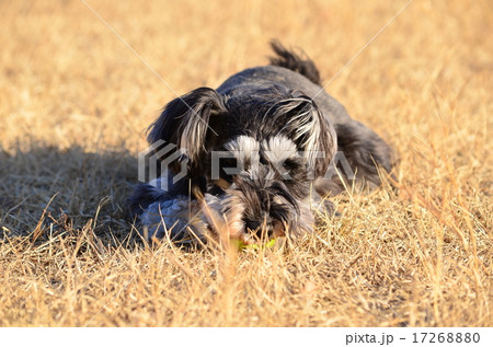 あ~疲れた♪ あ~疲れた♪ 17268880