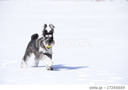 雪だぁ♪ 雪だぁ♪ 17268889