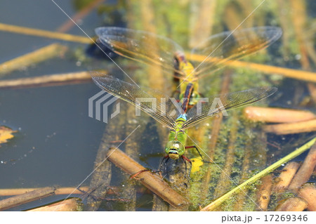 産卵中のギニャンマ♪ 17269346