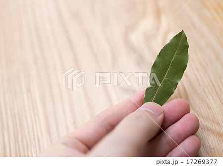 ローレル(月桂樹の葉)を手に持つ ローレル(月桂樹の葉)を手に持つ 17269377