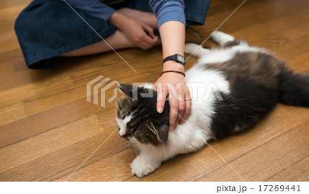 ねこ ねこ 17269441