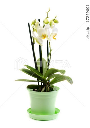 white orchid on isolated background white orchid on isolated background 17269801