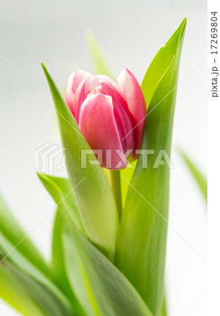 tulip closeup tulip closeup 17269804