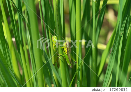 ハネナガイナゴのメスとオス 17269852
