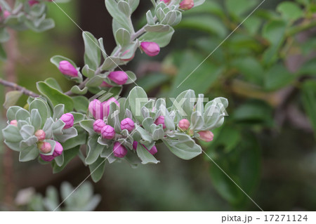 レウコフィルムの花の蕾の写真素材