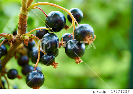 Black currants in the garden Black currants in the garden 17271237