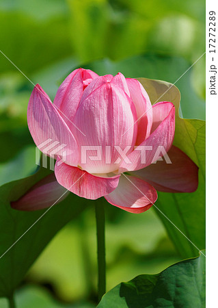 上野の蓮池の咲き始めのハスの花 17272289