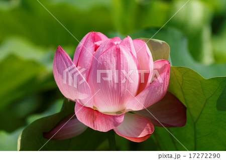 上野の蓮池の咲き始めのハスの花 17272290