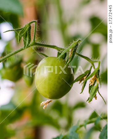 Green Tomato 17272445
