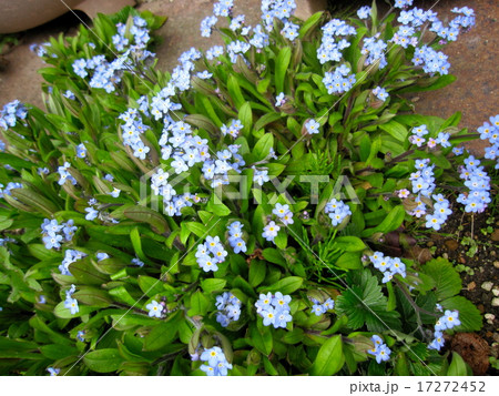 わすれな草 17272452