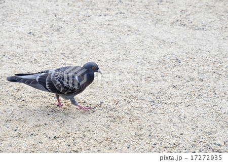 大阪天満宮の鳩 大阪天満宮の鳩 17272935