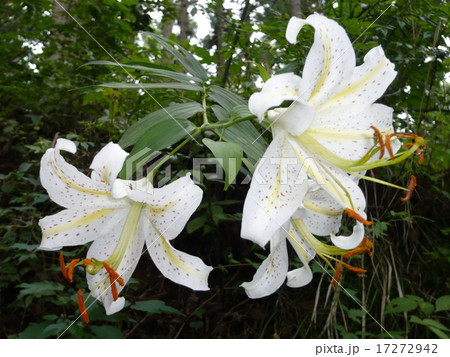 ヤマユリ ヤマユリ 17272942