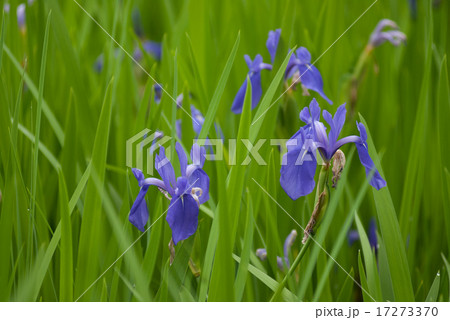 大田神社　大田ノ沢のカキツバタ群落 17273370
