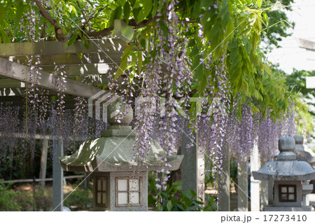 三大神社 藤棚 三大神社 藤棚 17273410