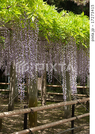 三大神社 砂摺りの藤 三大神社 砂摺りの藤 17273415