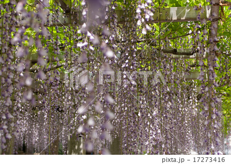 三大神社 砂摺りの藤 三大神社 砂摺りの藤 17273416
