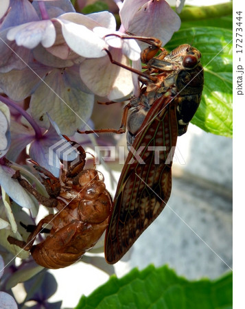 アブラゼミ 羽化 アブラゼミ 羽化 17273444