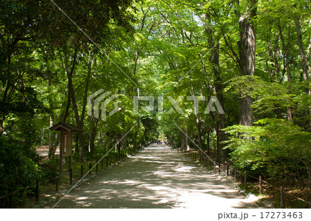 下鴨神社 糺の森 下鴨神社 糺の森 17273463