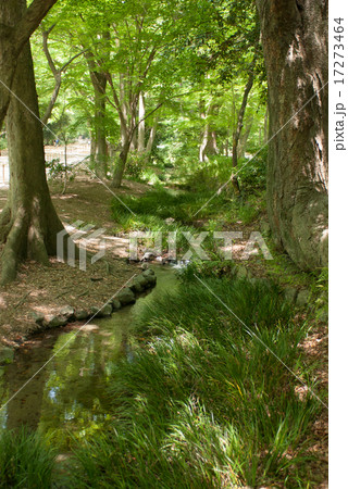 下鴨神社　糺の森 17273464
