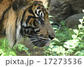 虎 17273536