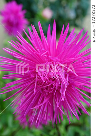 光線アスター 17273572