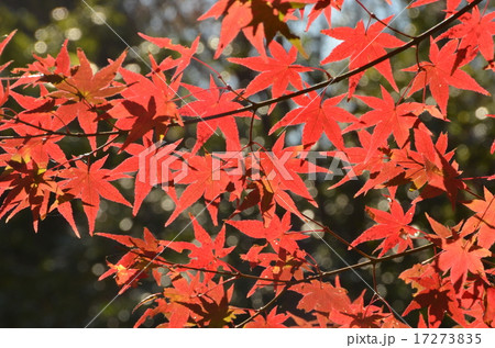 深紅に染まるモミジ　秋模様 17273835