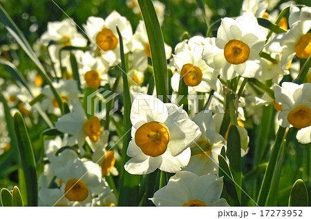 水仙 透ける花弁 水仙 透ける花弁 17273952