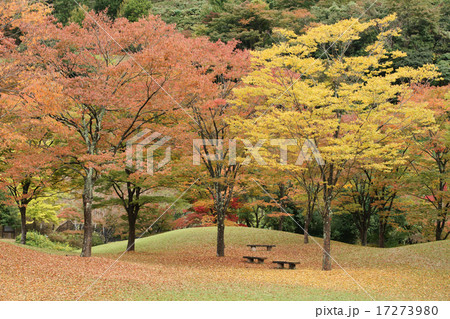 紅葉したダム広場 紅葉したダム広場 17273980