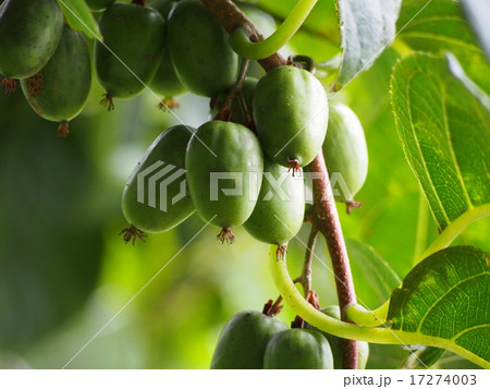 サルナシの実 猿梨の実 サルナシの実 猿梨の実 17274003