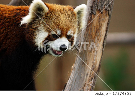 さっぽろ円山動物園の人気者 さっぽろ円山動物園の人気者 17274355
