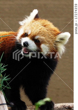 さっぽろ円山動物園の人気者 17274359