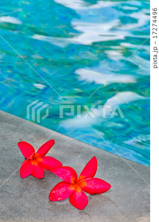 Pink Frangipani flowers on pool edge 17274496