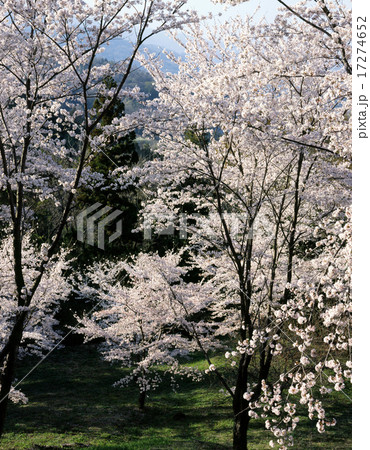 大法師公園の桜 大法師公園の桜 17274652