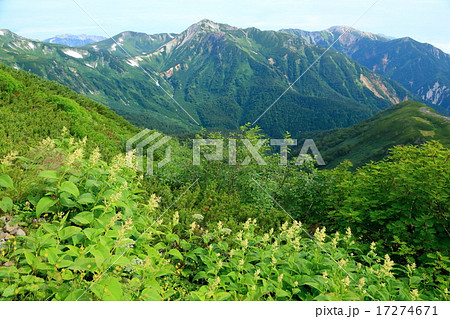 樅沢岳のオンタデ群落と鷲羽岳 17274671
