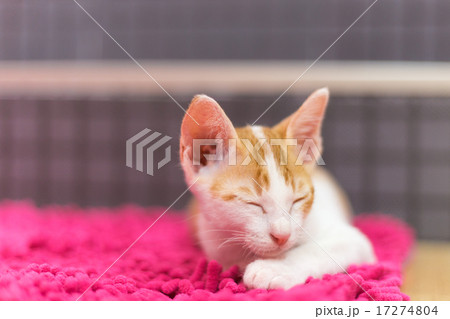 Cat sleeps on the carpet 17274804