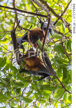 Flying foxes hanging on a tree. Flying foxes hanging on a tree. 17274968