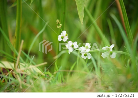 クワイの花の写真素材