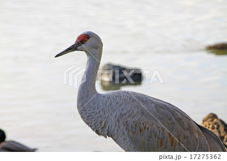 カナダヅル 17275362